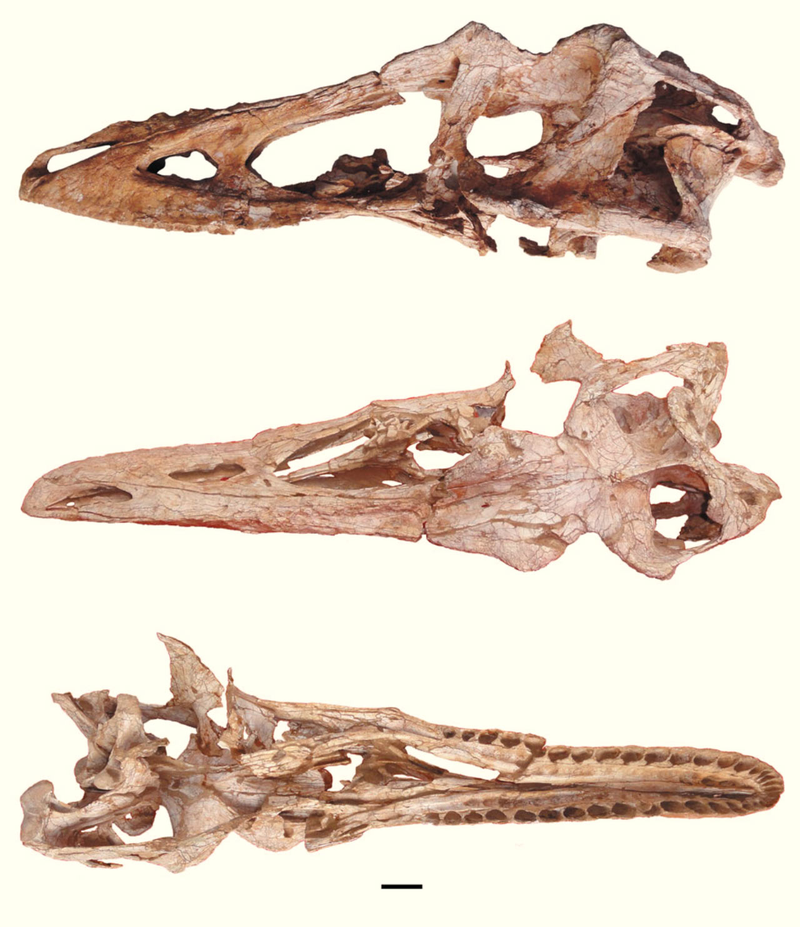 Illustration for article titled Behold 'Pinocchio Rex' -- An Entirely New Breed Of Tyrannosaur